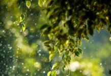 변화하는 웰니스 문화, 일상 속 작은 실천이 건강을 바꾼다 selective focus photo of green vine