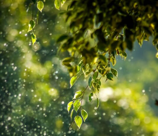 변화하는 웰니스 문화, 일상 속 작은 실천이 건강을 바꾼다 selective focus photo of green vine