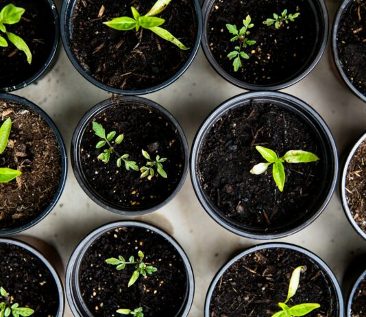 “슬기로운 웰니스 생활, 내 삶에 스며드는 건강 트렌드” green leafed seedlings on black plastic pots
